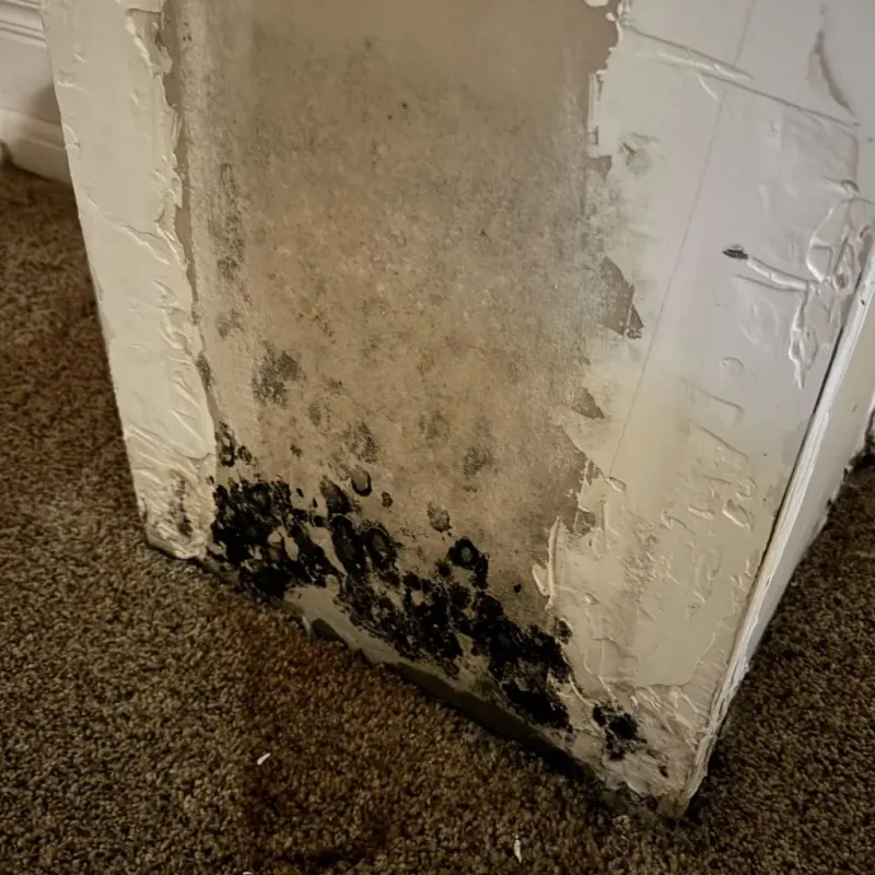 Professional Mold Removal in Mayes County, OK